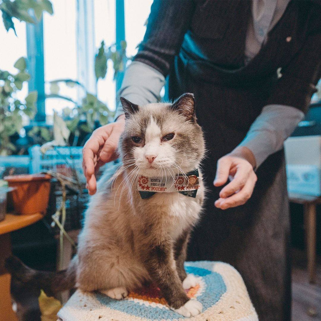 Котята Корат Новорожденные