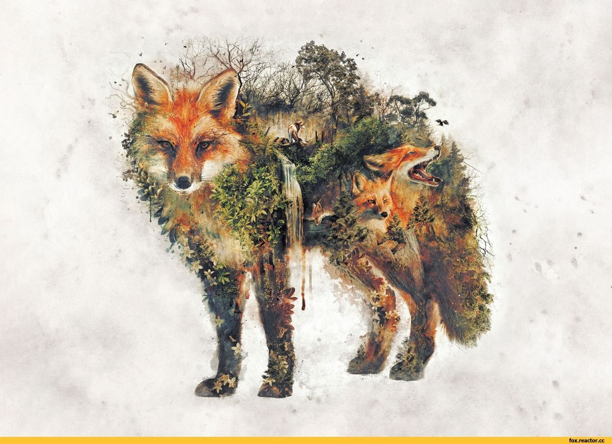 Обои с лисами