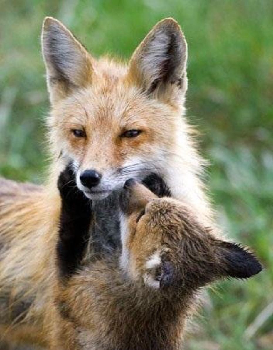 Две Упоротые лисы