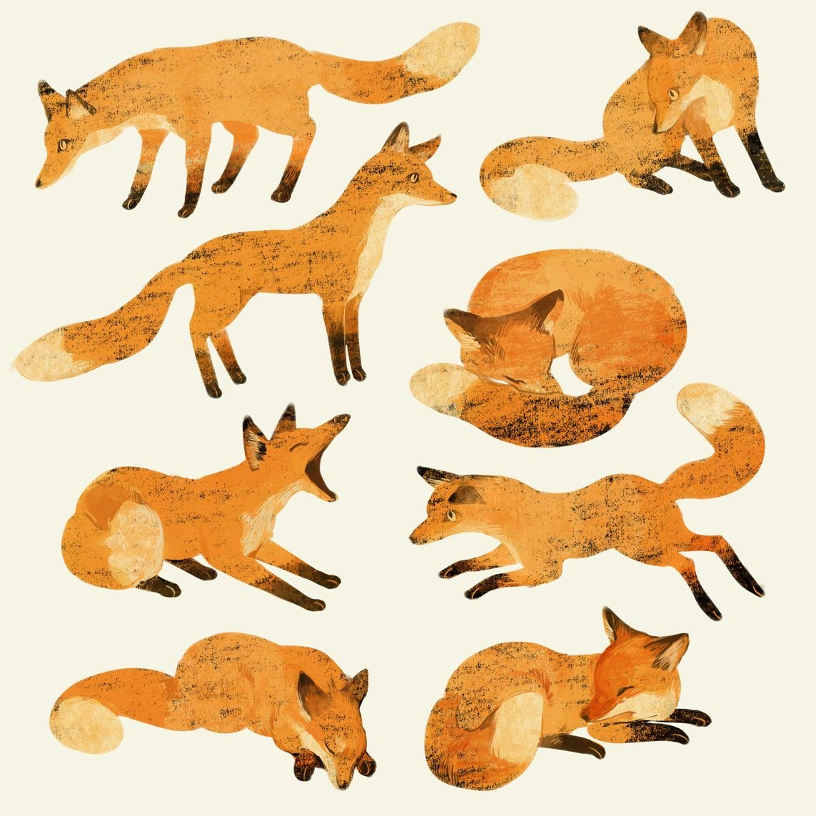 Лиса Анатомическое строение