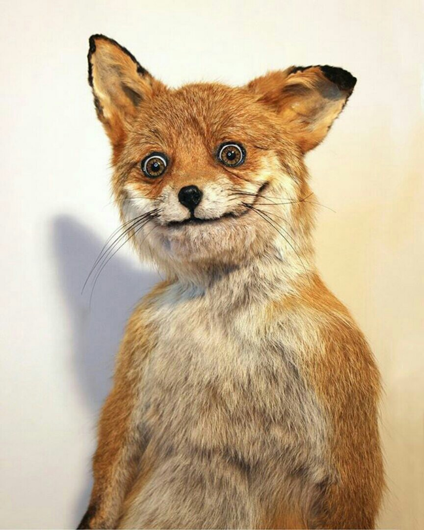 Страшная лиса