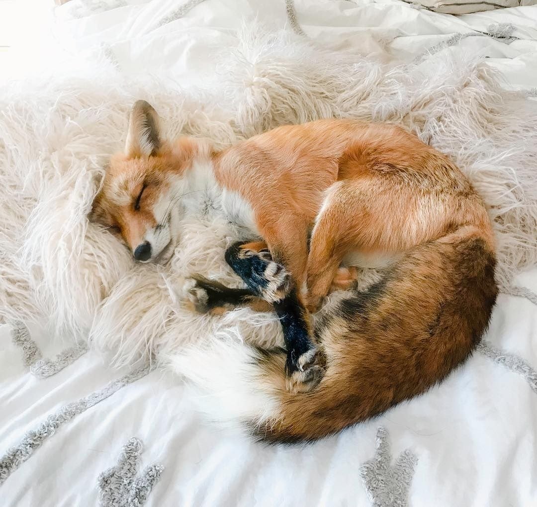 Лесные жители лиса