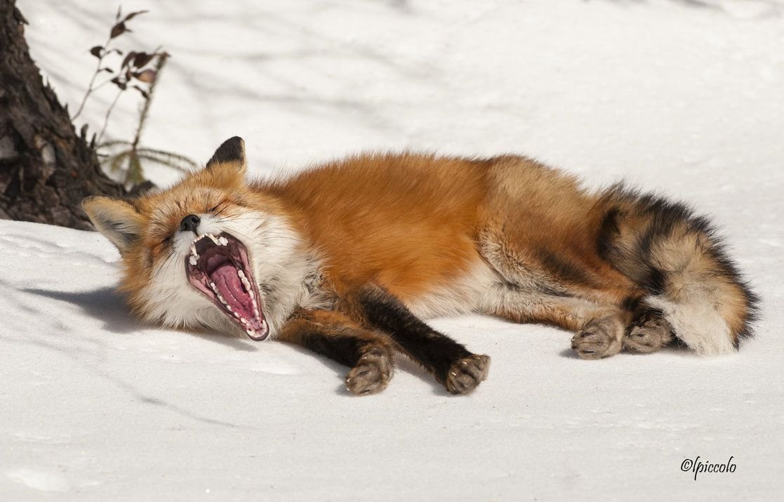 Лиса улыбается