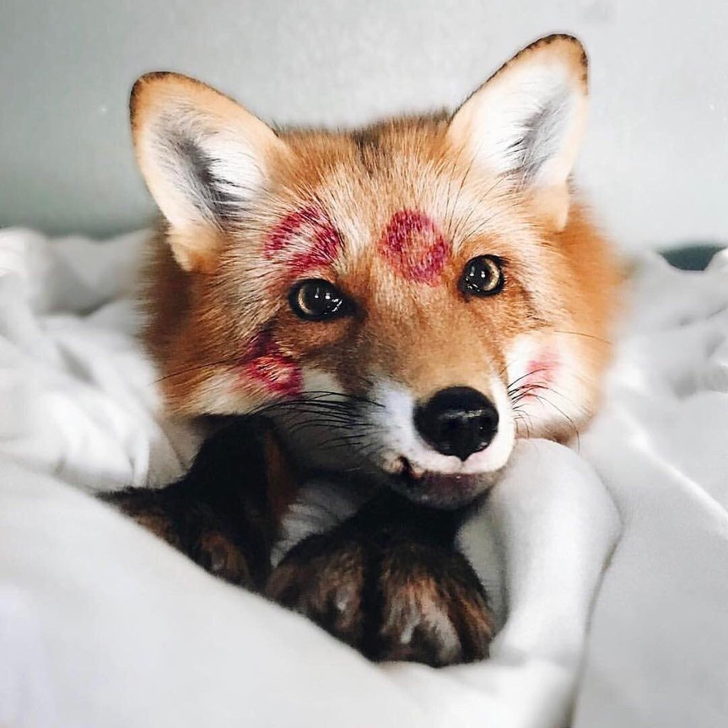 Лиса породы Джунипер