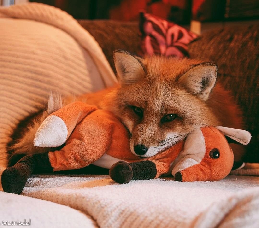 Бакурианская лиса