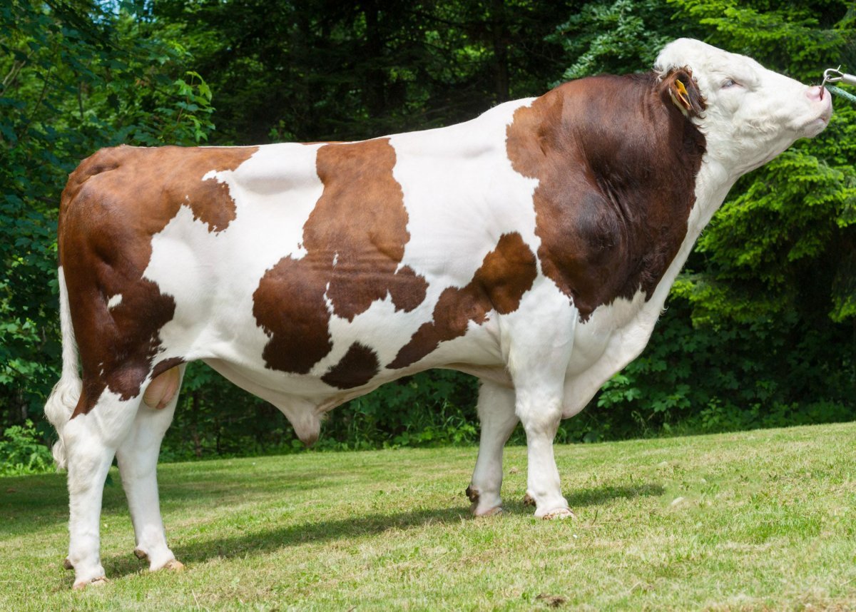 Порода Быков монбельярд