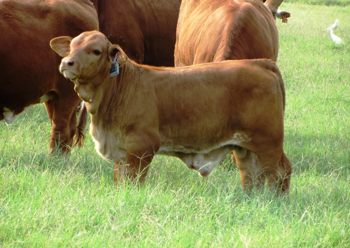 Шаролезская порода коров