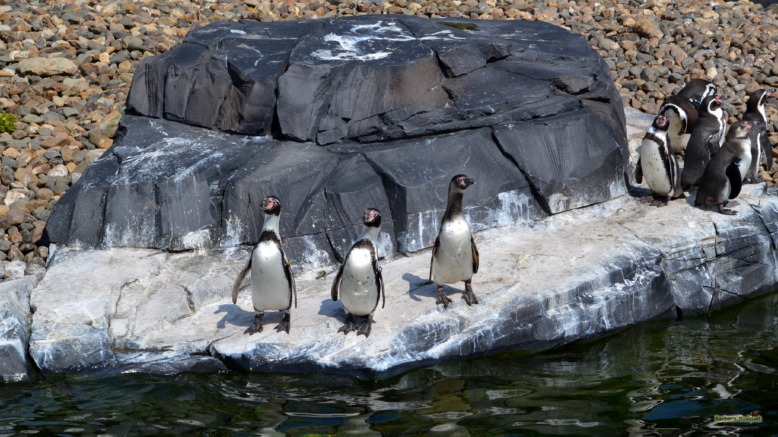 Пингвины в дикой природе. Пингвин. Кейптаун пингвины. Пингвины парк. Пингвины в ЮАР.