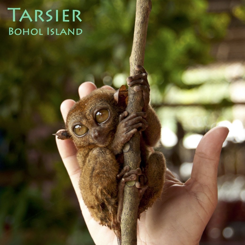 Лемур карликовый долгопят