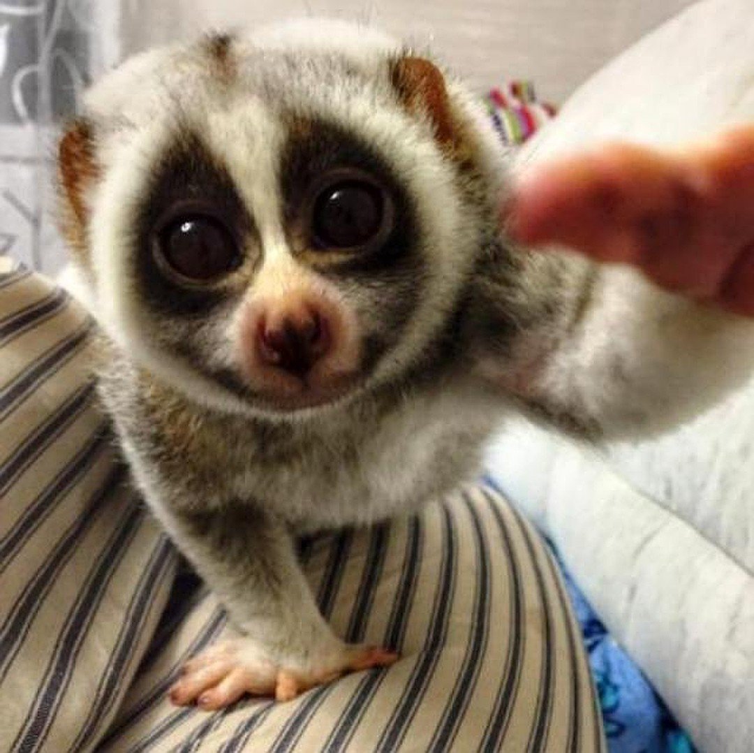 Лори долгопят привидение