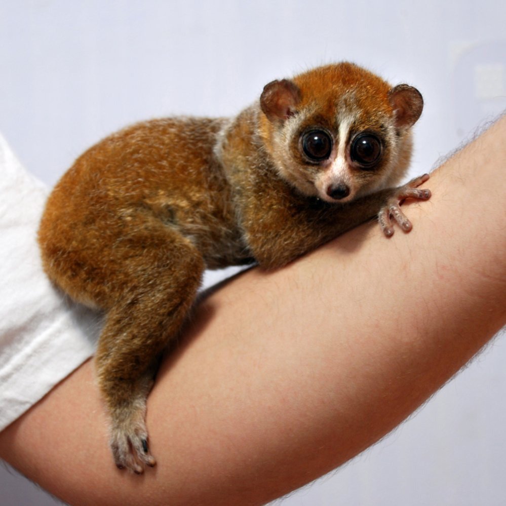 Мадагаскарский лемур Лори