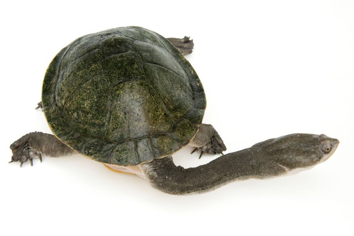 Змеиношейная черепаха