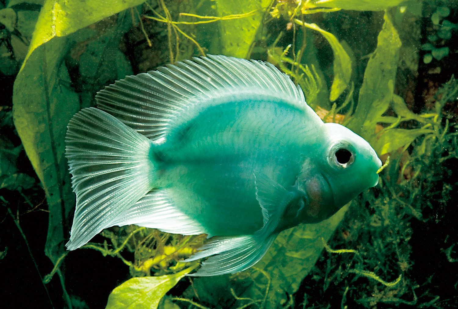 Зеленые аквариумные рыбки. Зелёная шишколобая рыба-попугай. Аквариумная рыбка трехгибридный попугай. Цихлида попугай трехгибридный. Попугай голубая Панда рыбка аквариумная.