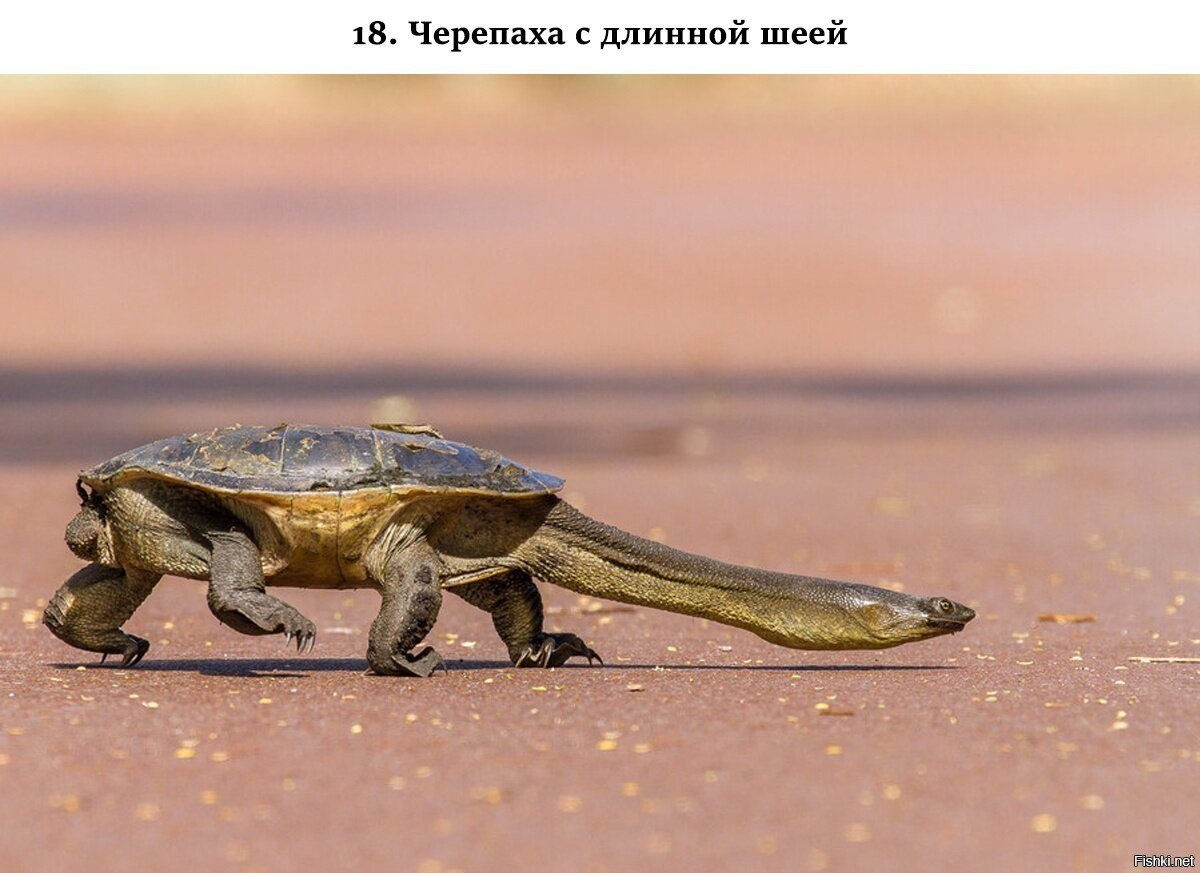 Змееголовая черепаха