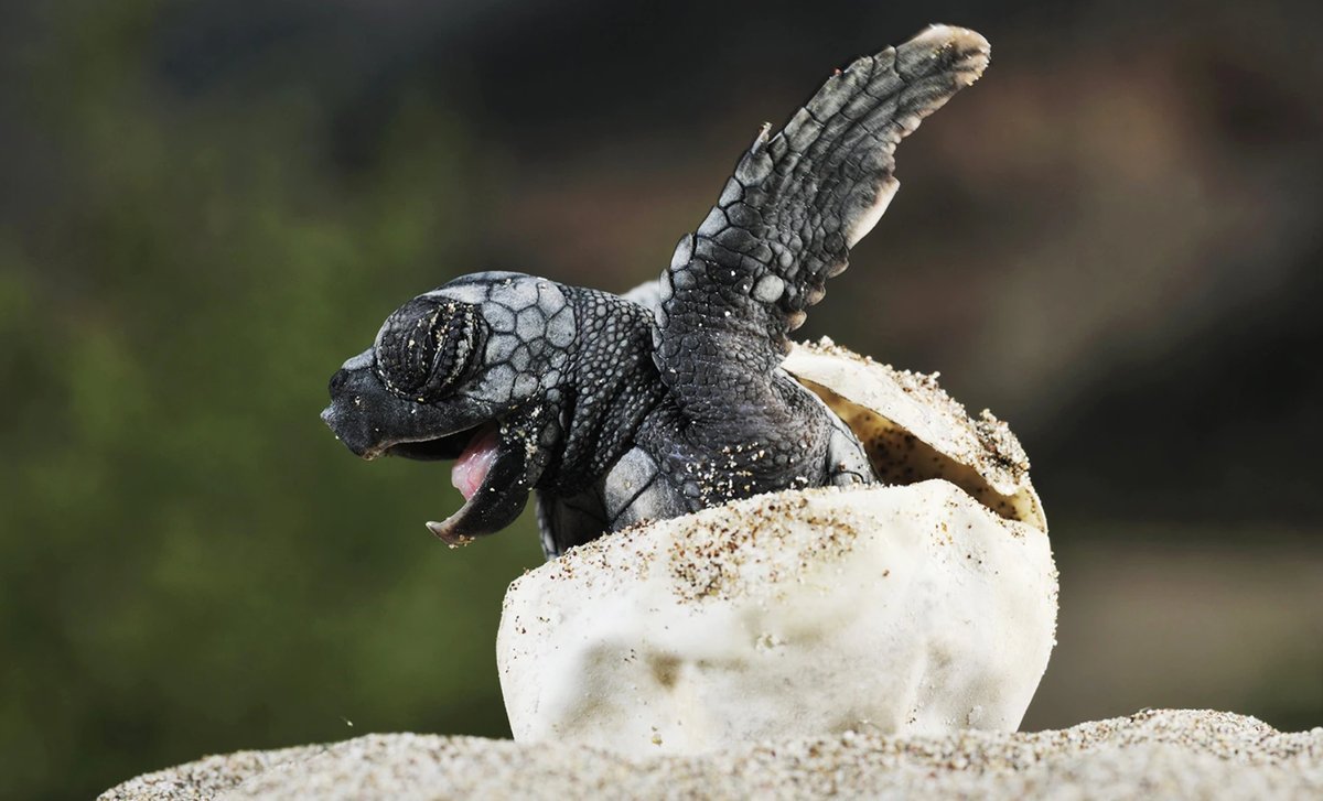 Кожистая черепаха детеныш