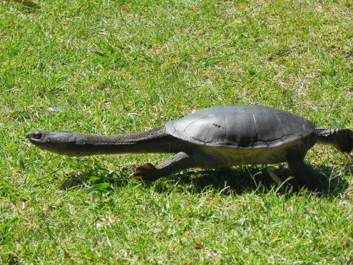 Змееголовая черепаха