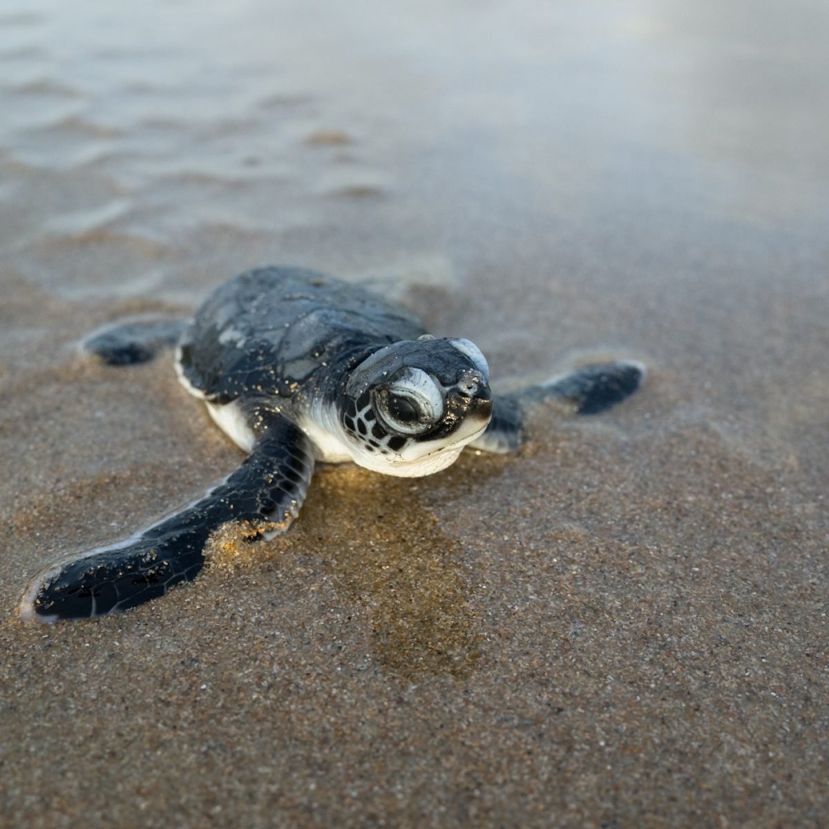 Черепашонок к морю