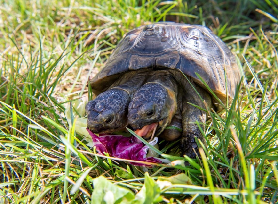 Черепаха Никольского
