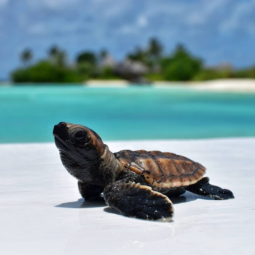 Австрийская змеиношеяя черепаха