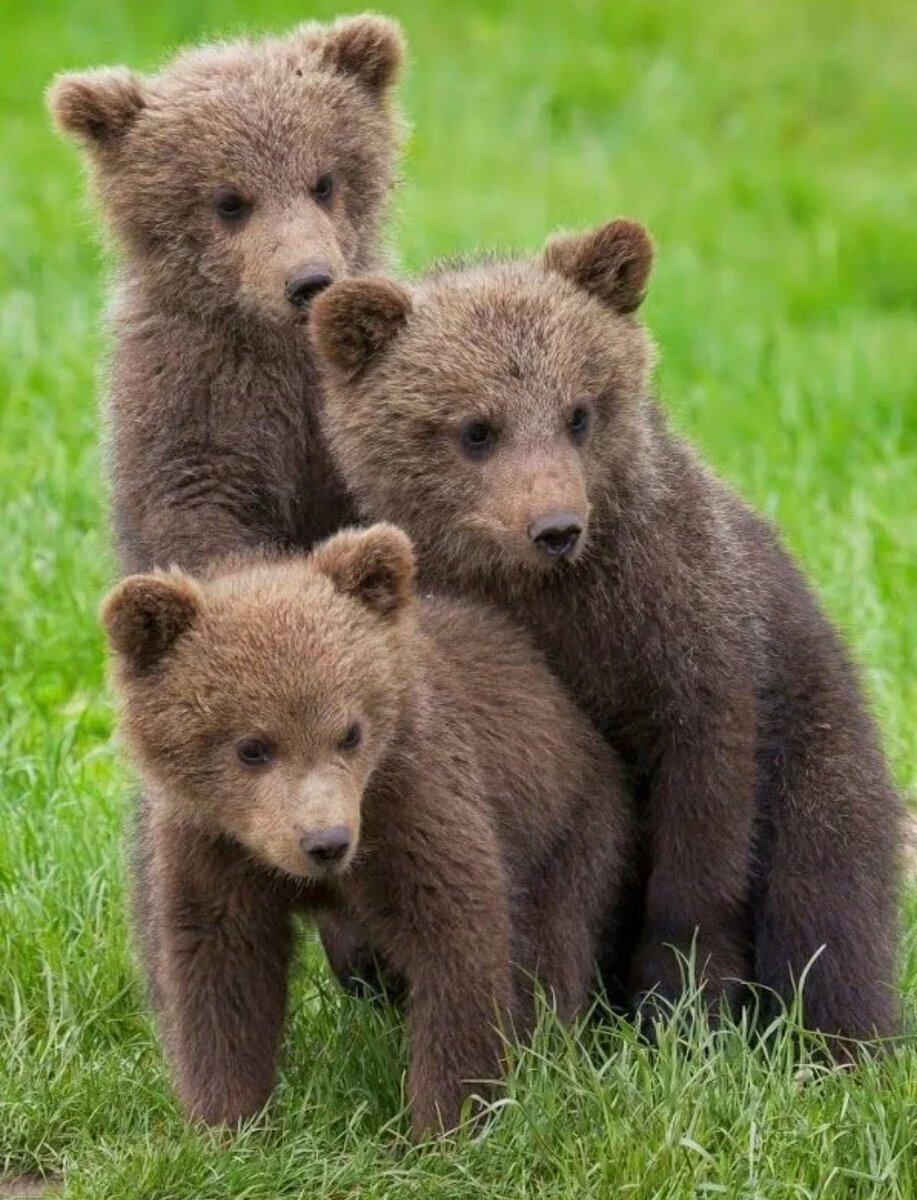 Медведь Гризли детеныш