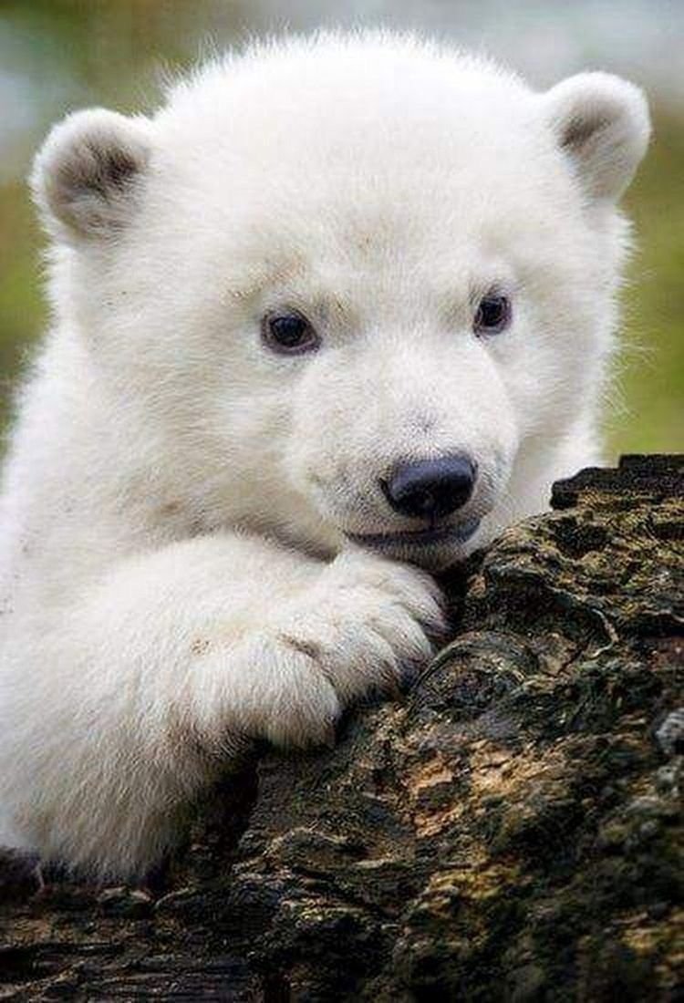 Бызыккаты Таймураз