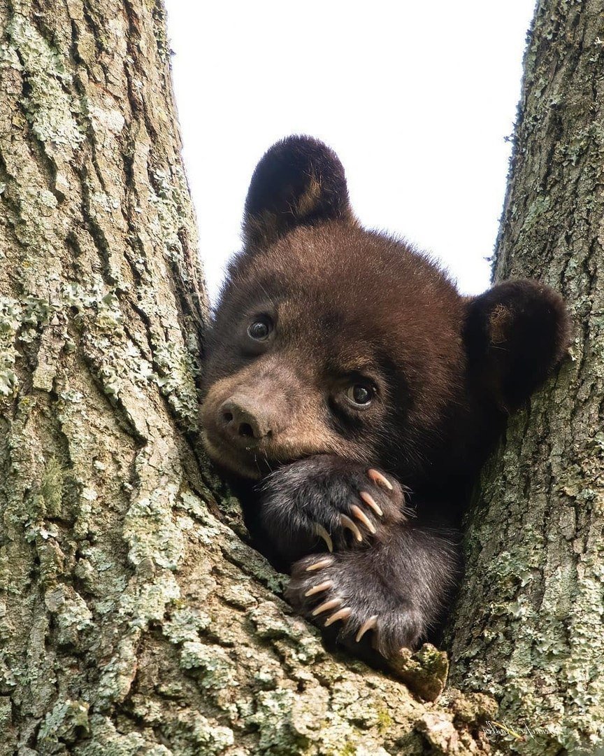 Маленький Медвежонок