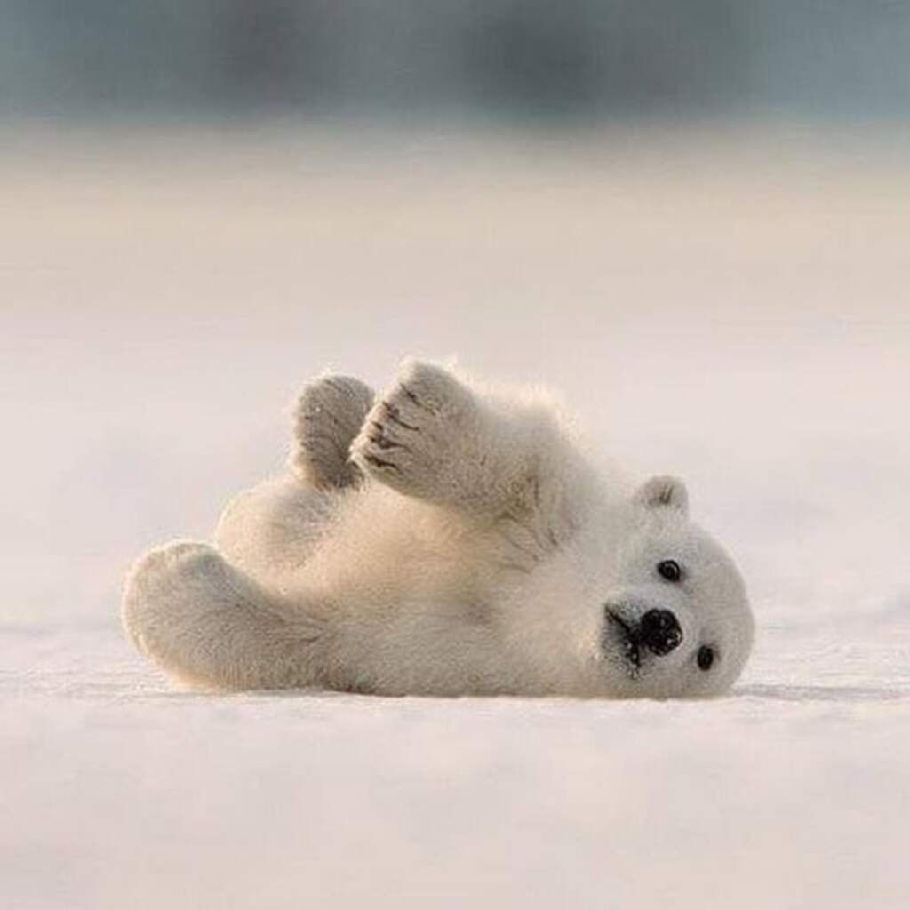 Медведь черно белый