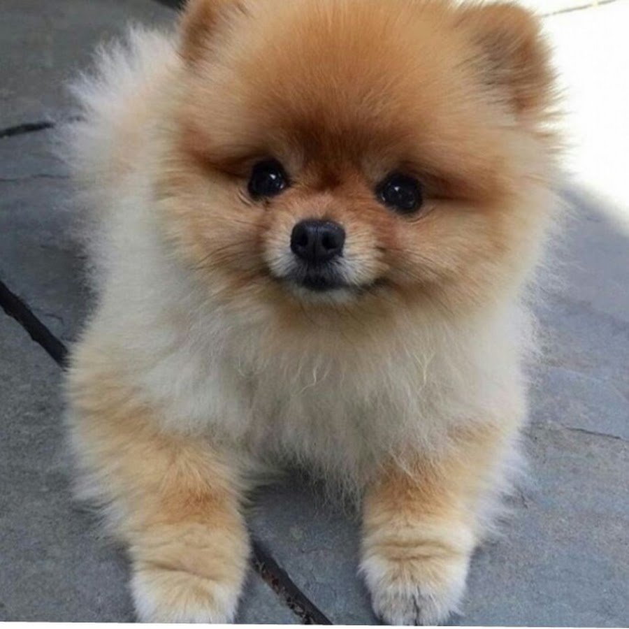 Померанский шпиц бо