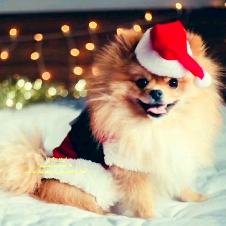 Померанский шпиц и Рождество