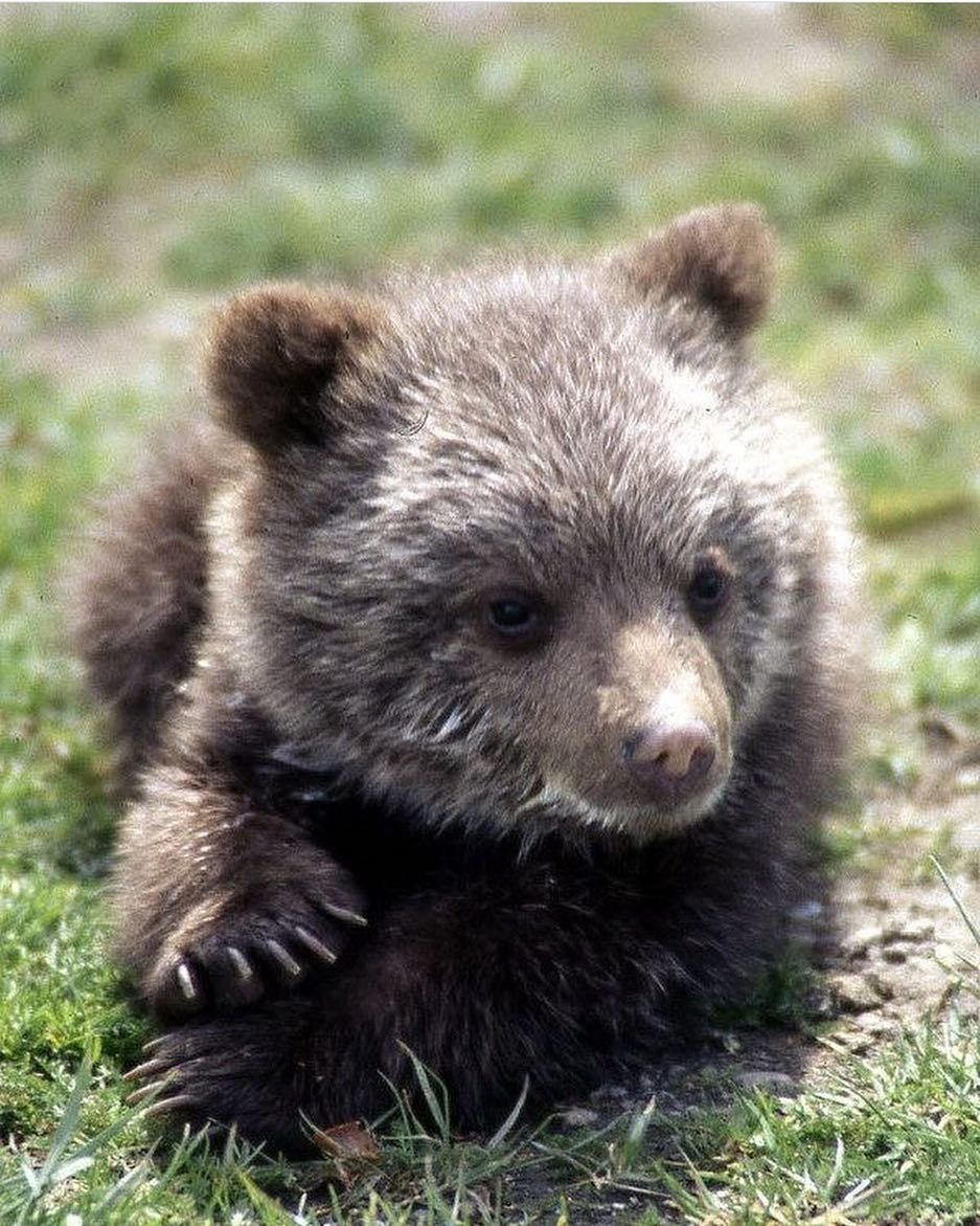 Белые медведи милые