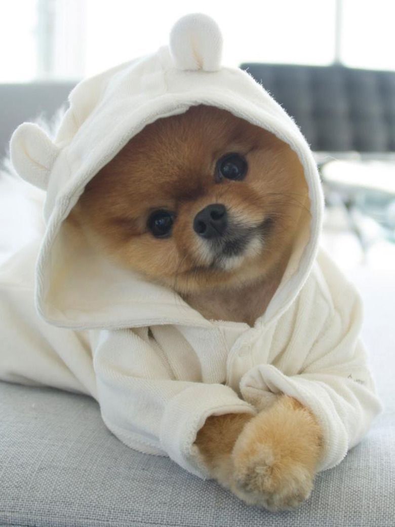 Собачка в халатике