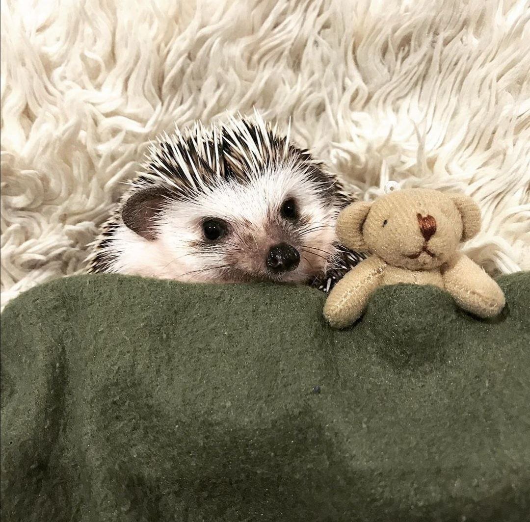 Белый Медвежонок в снегу