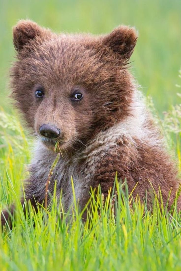 Маленький черный Медвежонок