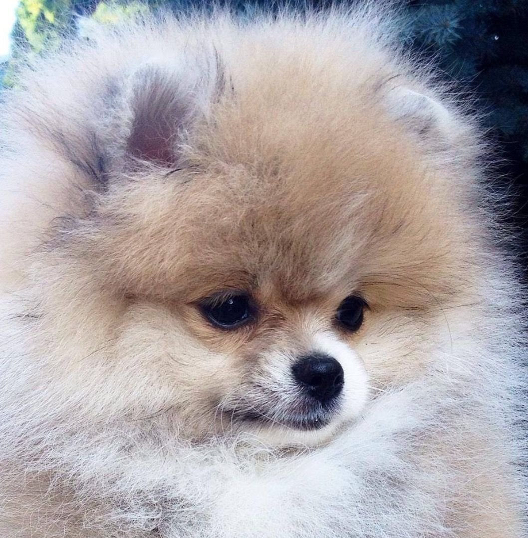 Шпиц терьер померанский