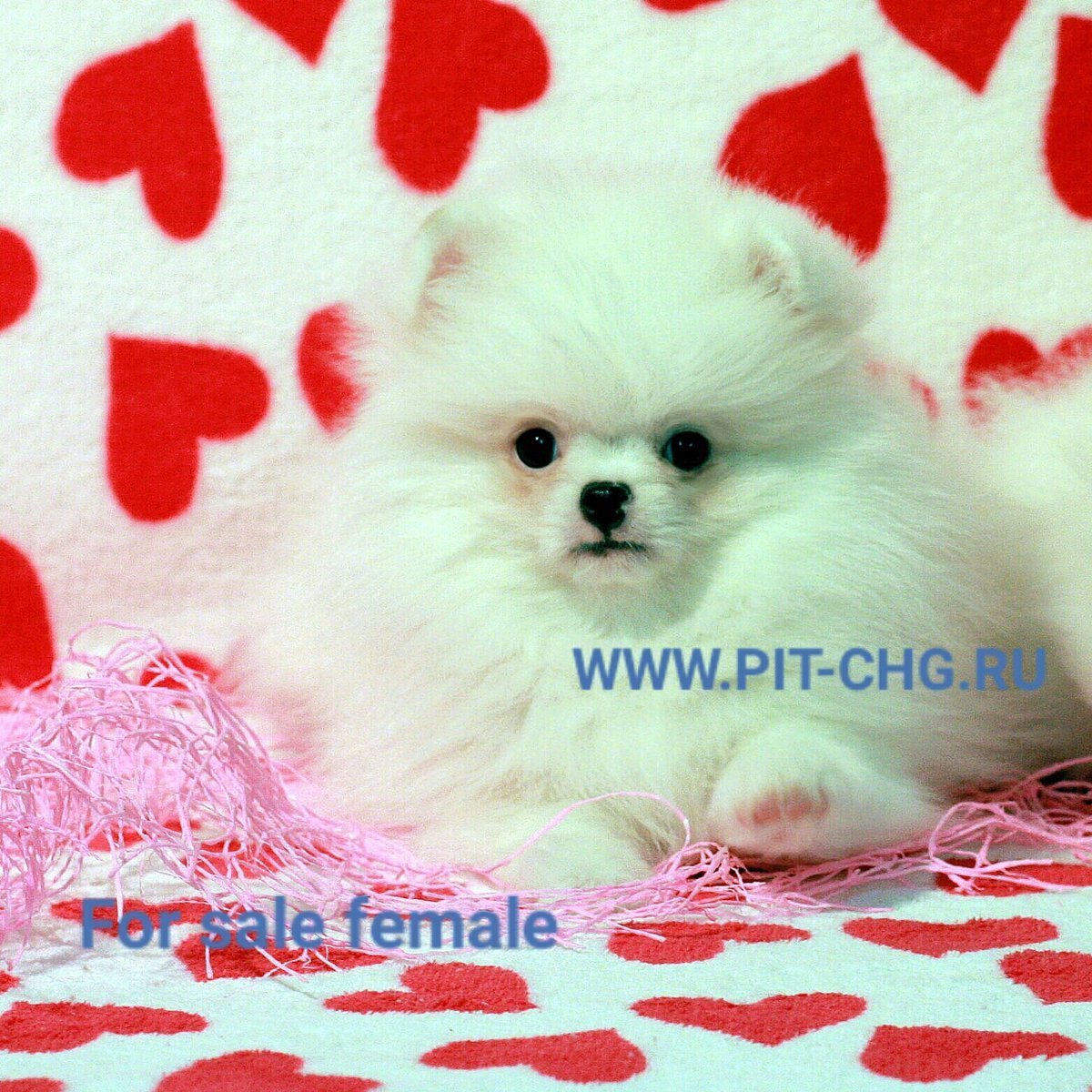 Померанский шпиц Детеныши