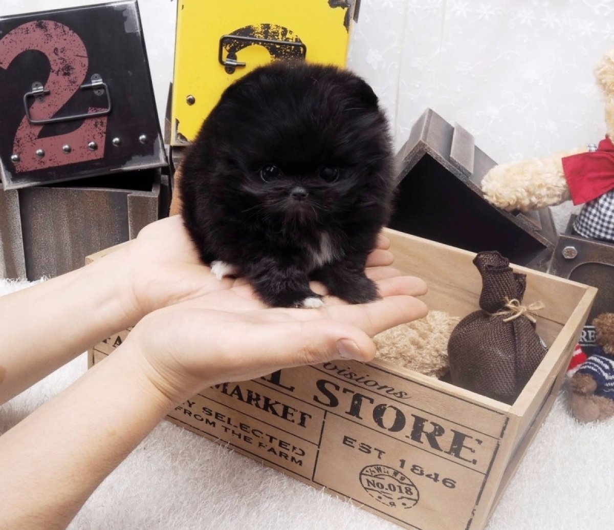 Беби шпиц черный