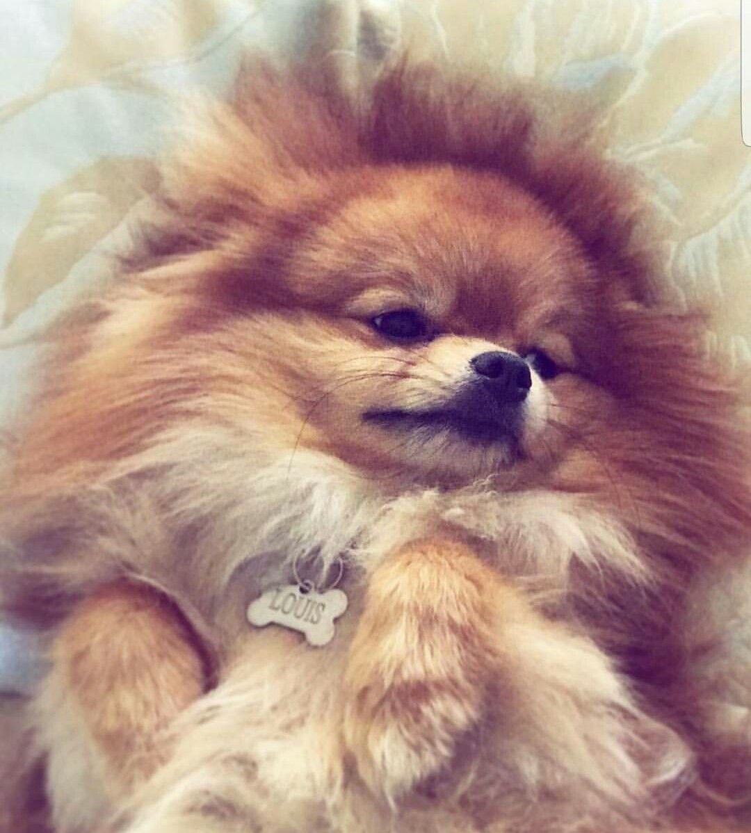 Милые животные шпиц милая