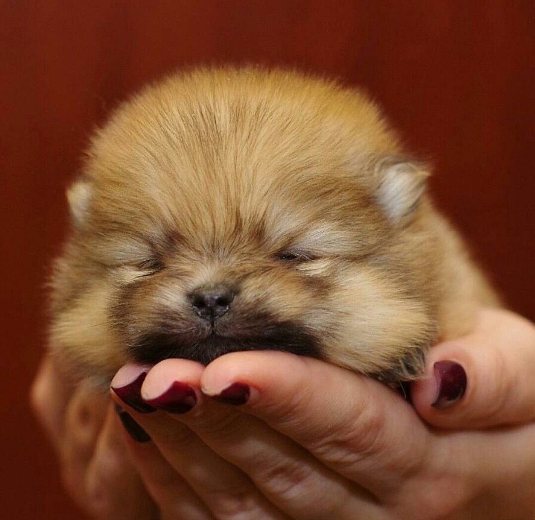 Милые щеночки шпица