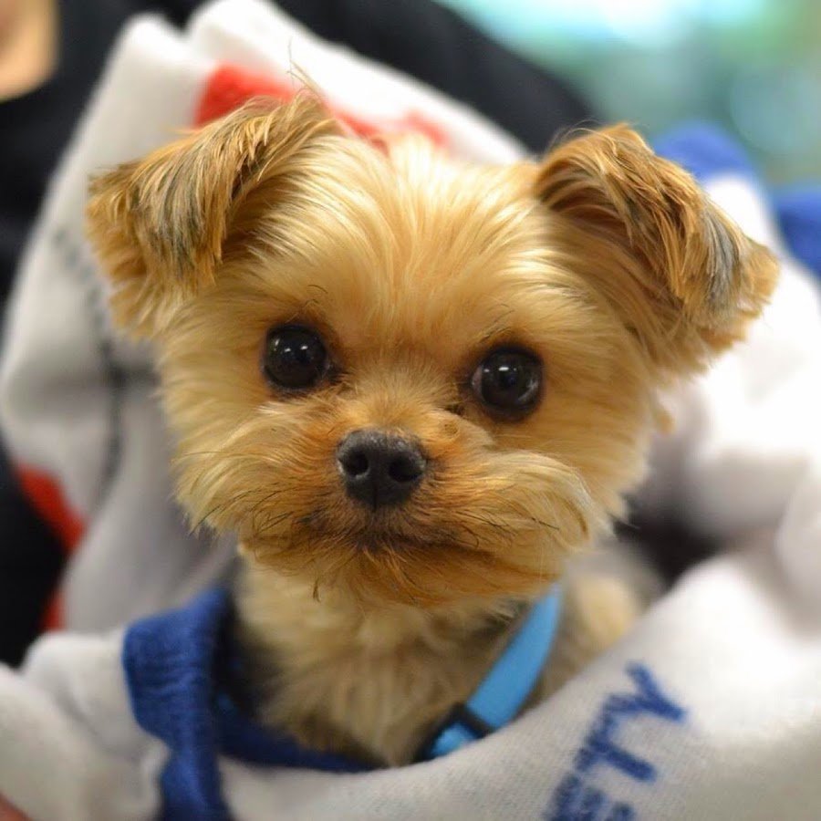 Лапы шпица померанского