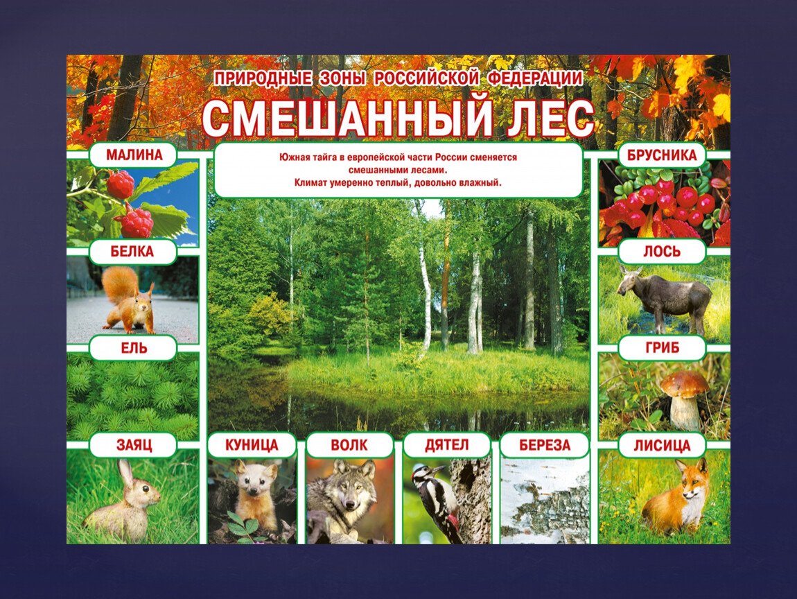 Плакат Дикие животные леса