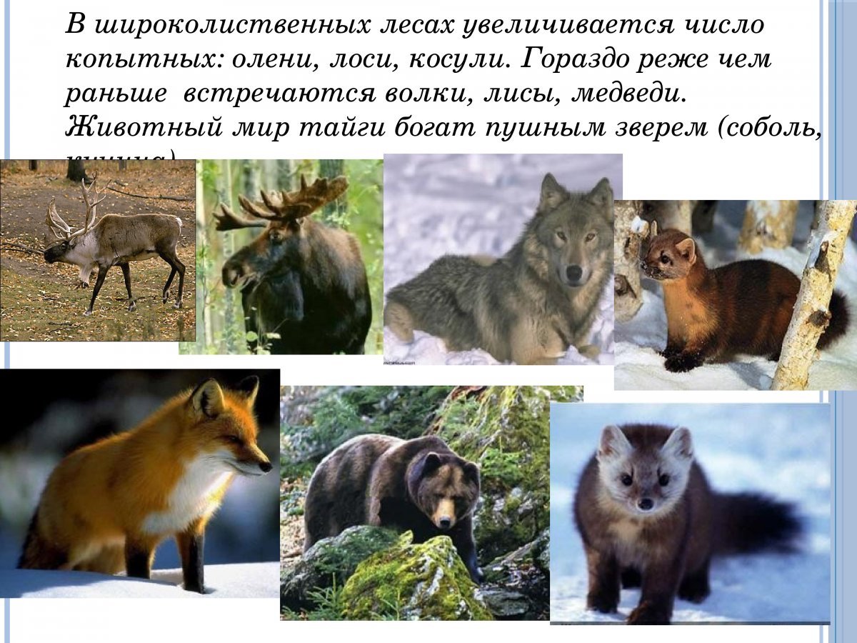 Пятнистый олень Приморский край