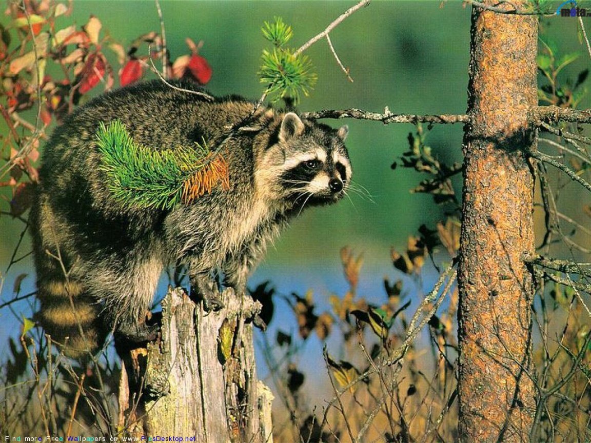 Бурый Тянь-Шанский медведь