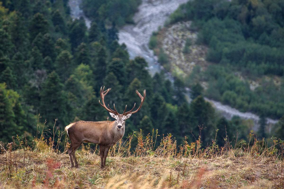 Много животных