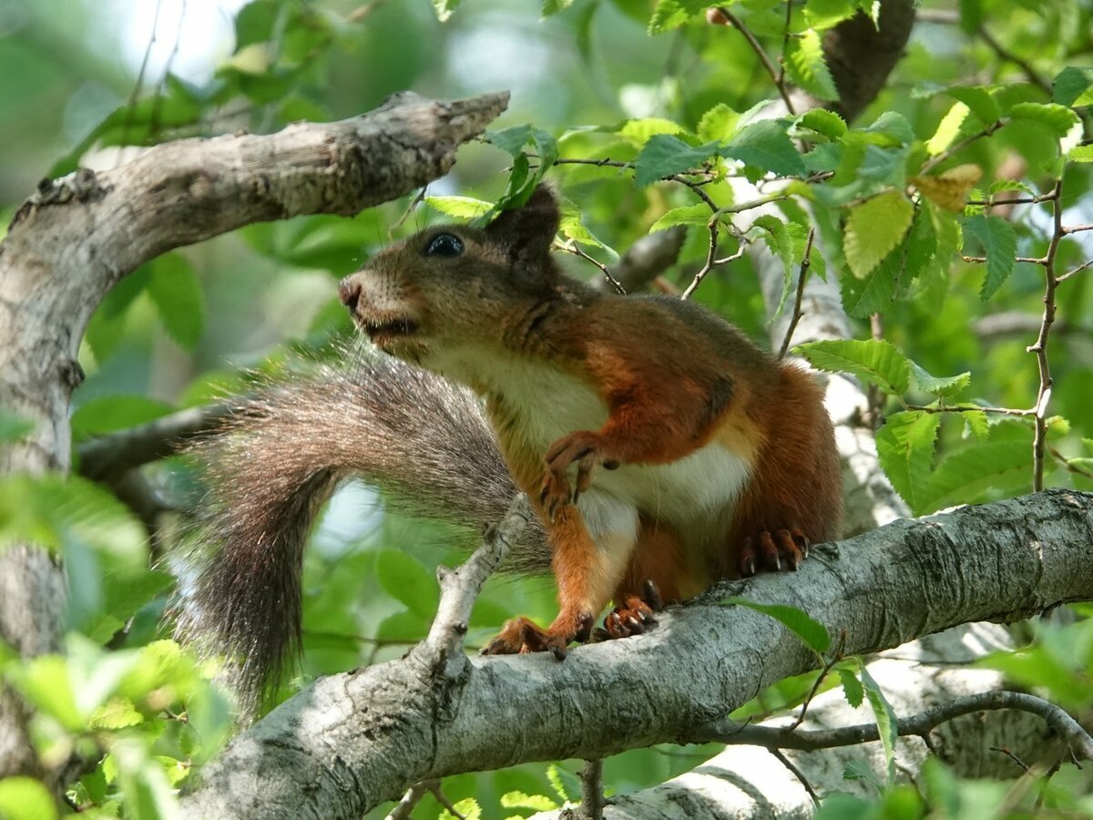 Широколиственный лес животные