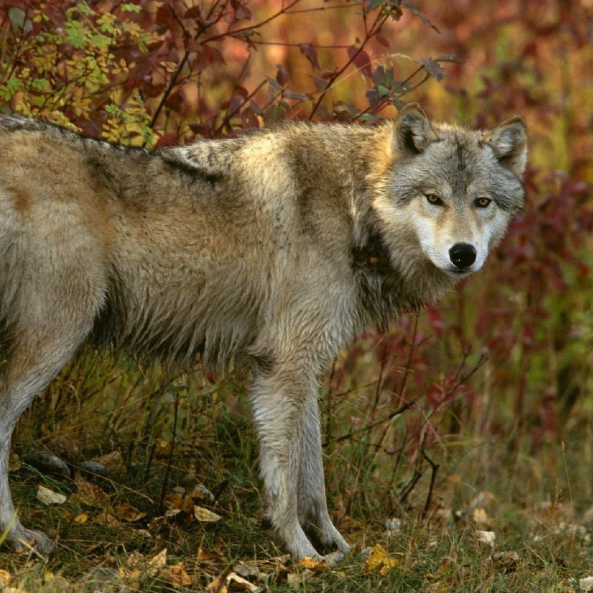 Енот в лесу