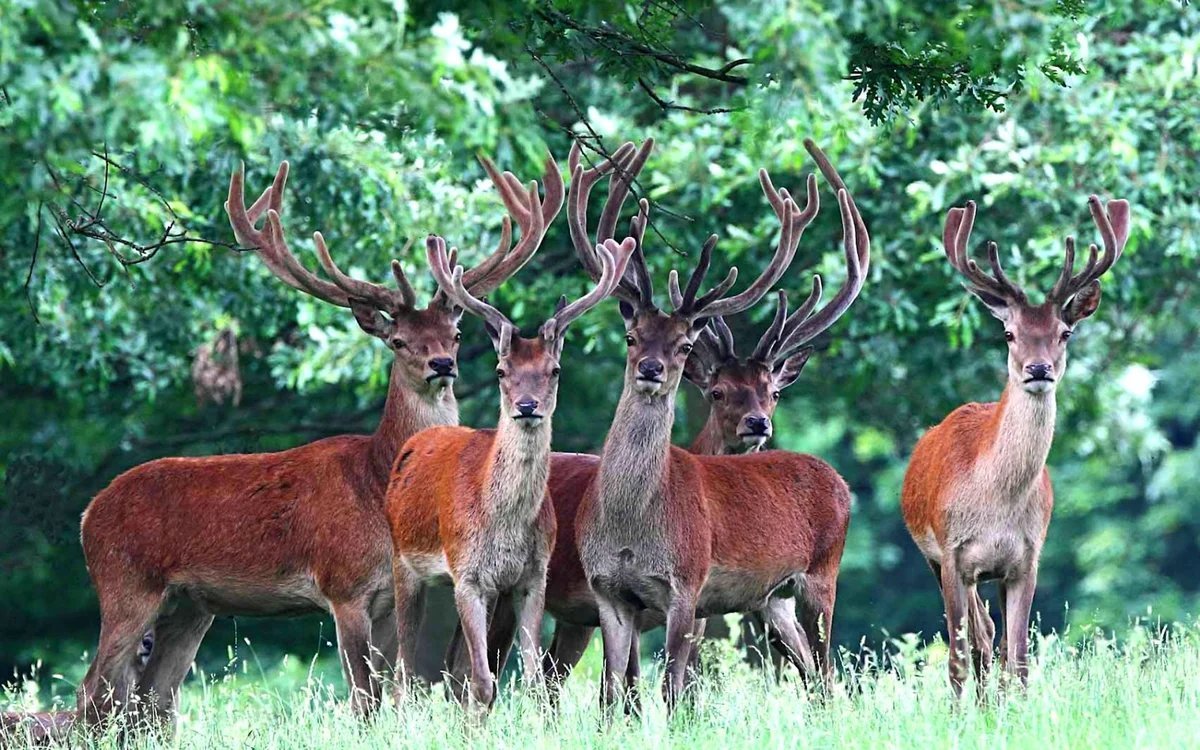 Приспособленность животных смешанных и широколиственных лесов
