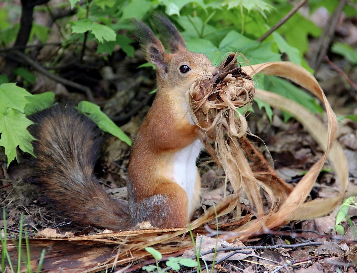 Животные зоны широколиственных лесов России