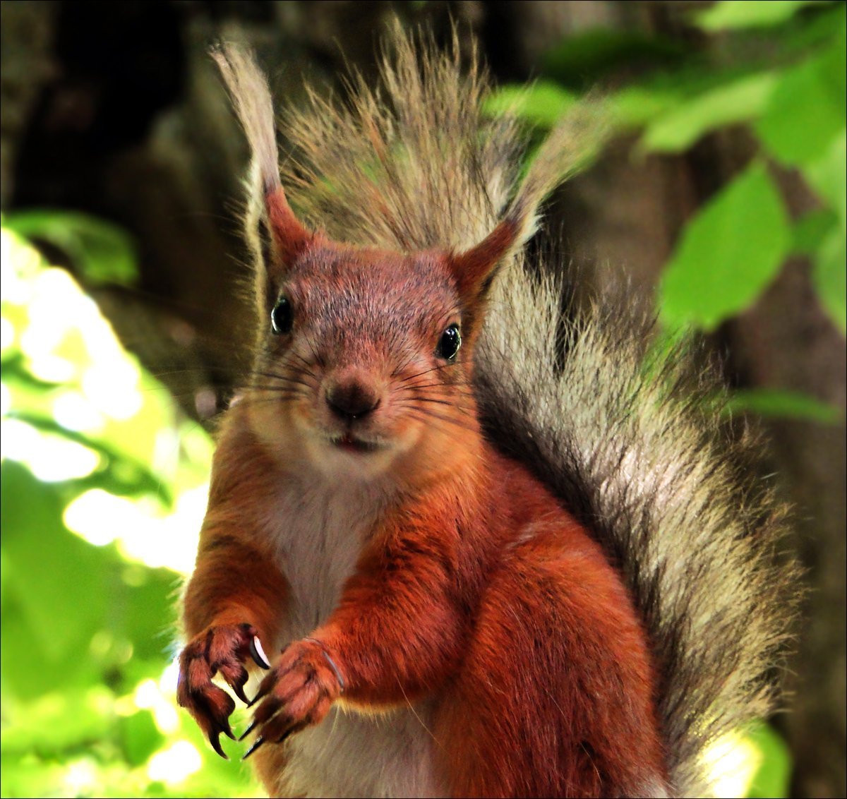 Широколиственный лес животные