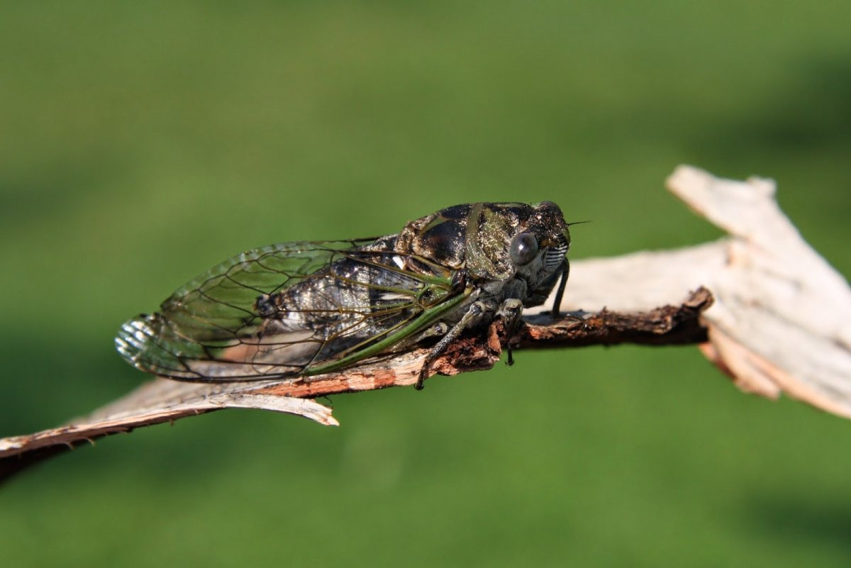 Куколка цикады