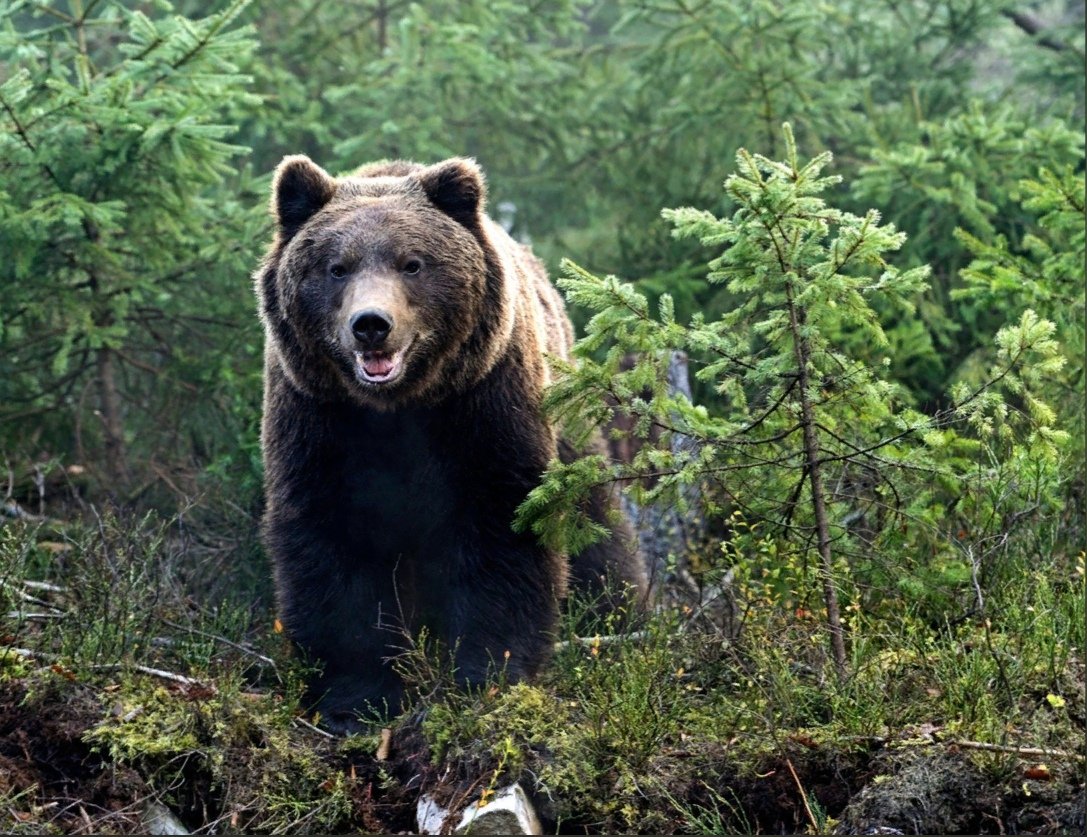 Американский медведь - 74 фото